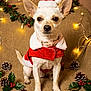 animal, beige_blanket, christmas_decorations, christmas_hat, christmas_theme, cute, decor, dog, fairy_lights, festive, holiday, holiday_spirit, holly, indoor, pet, pine_cones, portrait, santa_outfit, small_dog, wrapped_presents