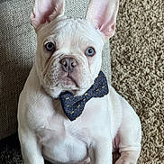 Sam is registered to the contest to win money with this photo: french_bulldog, puppy, dog, blue_eyes, bow_tie, carpet, indoor, pet, cute, sitting, white_fur, close_up, animal, portrait, young_dog, ears_up, furniture, cozy, domestic, adorable