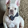 french_bulldog, puppy, dog, blue_eyes, bow_tie, carpet, indoor, pet, cute, sitting, white_fur, close_up, animal, portrait, young_dog, ears_up, furniture, cozy, domestic, adorable