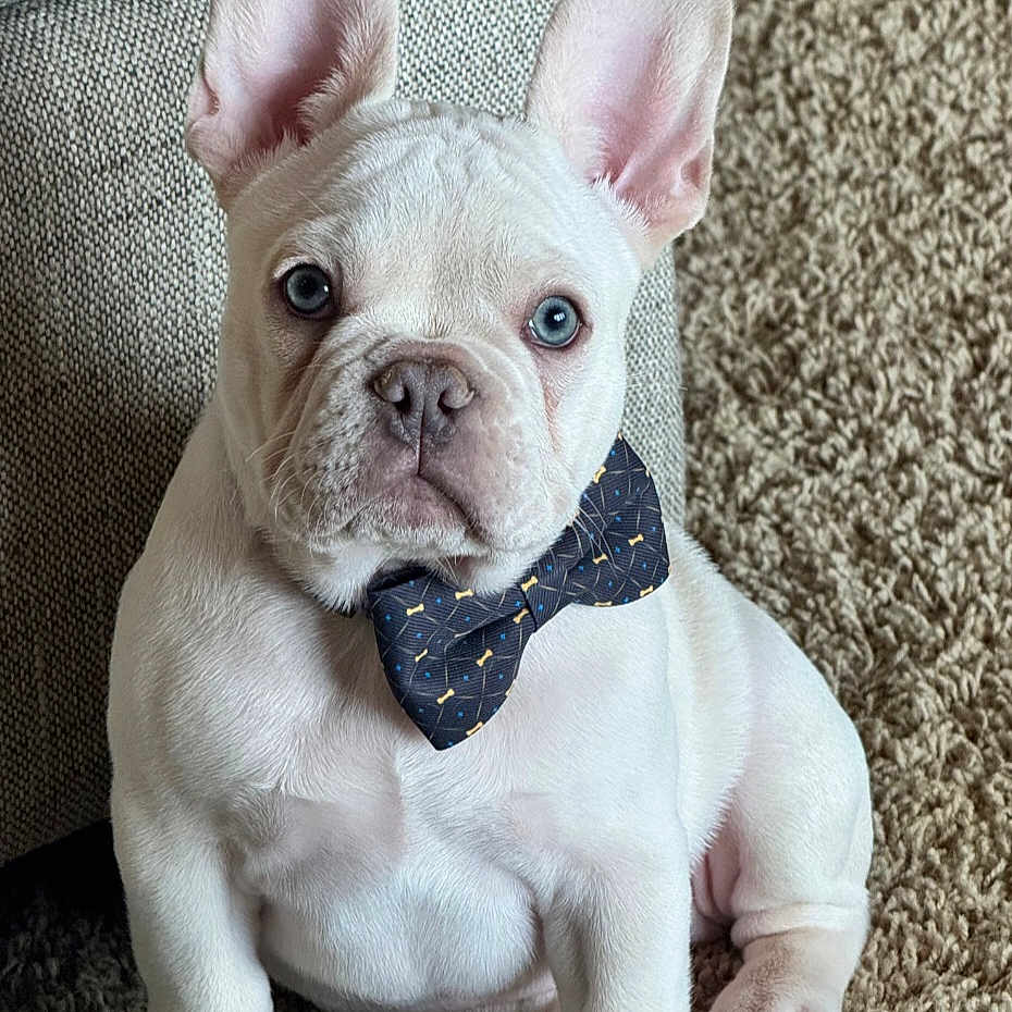 Sam is registered to the contest to win money with this photo: french_bulldog, puppy, dog, blue_eyes, bow_tie, carpet, indoor, pet, cute, sitting, white_fur, close_up, animal, portrait, young_dog, ears_up, furniture, cozy, domestic, adorable