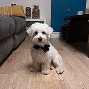 Nougat participe au concours pour gagner de l'argent avec cette photo : dog, white_dog, bow_tie, wooden_floor, couch, yellow_pillow, jars, corks, blue_wall, red_flower, plant, table, indoor, pet, home_decor, flooring, furniture, cute, sitting, small_dog