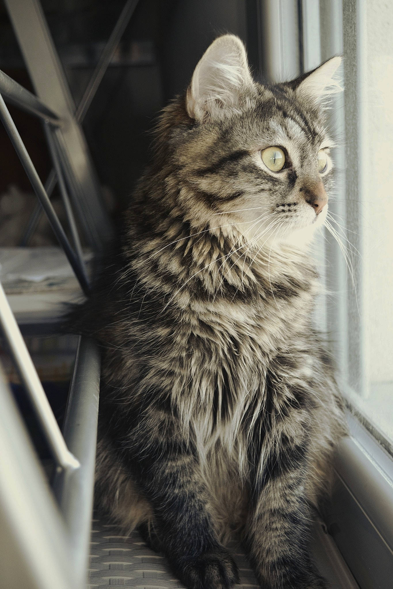 Opale a rejoint le concours — aidez-le/la à gagner de superbes lots ! american_curl, american_shorthair, asian, british_semi_longhair, carnivore, cat, domestic_short_haired_cat, dragon_li, european_shorthair, felidae, kitten, maine_coon, mammal, norwegian_forest_cat, siberian, small_to_medium_sized_cats, snout, tabby_cat, whiskers, wild_cat