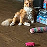 cat, orange_cat, white_chest, fluffy, longhaired, sitting, indoors, wooden_floor, pet, animal, portrait, ears, whiskers, tail, paws, colorful_toys, toy, beverages, bottles, dramatic_expression