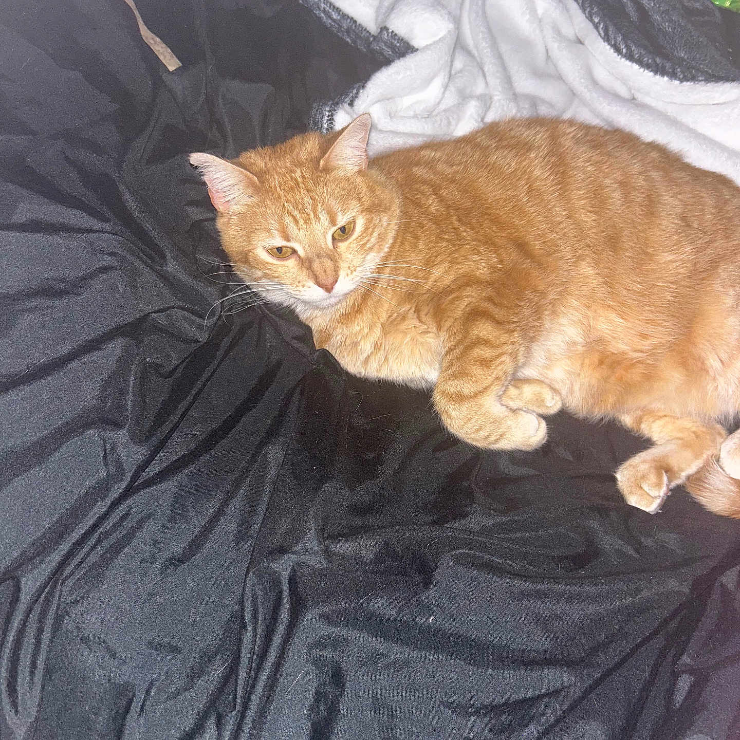 Kitty joined the competition — help win amazing prizes! animal, black_blanket, blanket, cat, cozy, cute, domestic_cat, ears, feline, fur, ginger_cat, indoor, laying_down, paws, pet, relaxed, resting, sleepy, whiskers, white_blanket