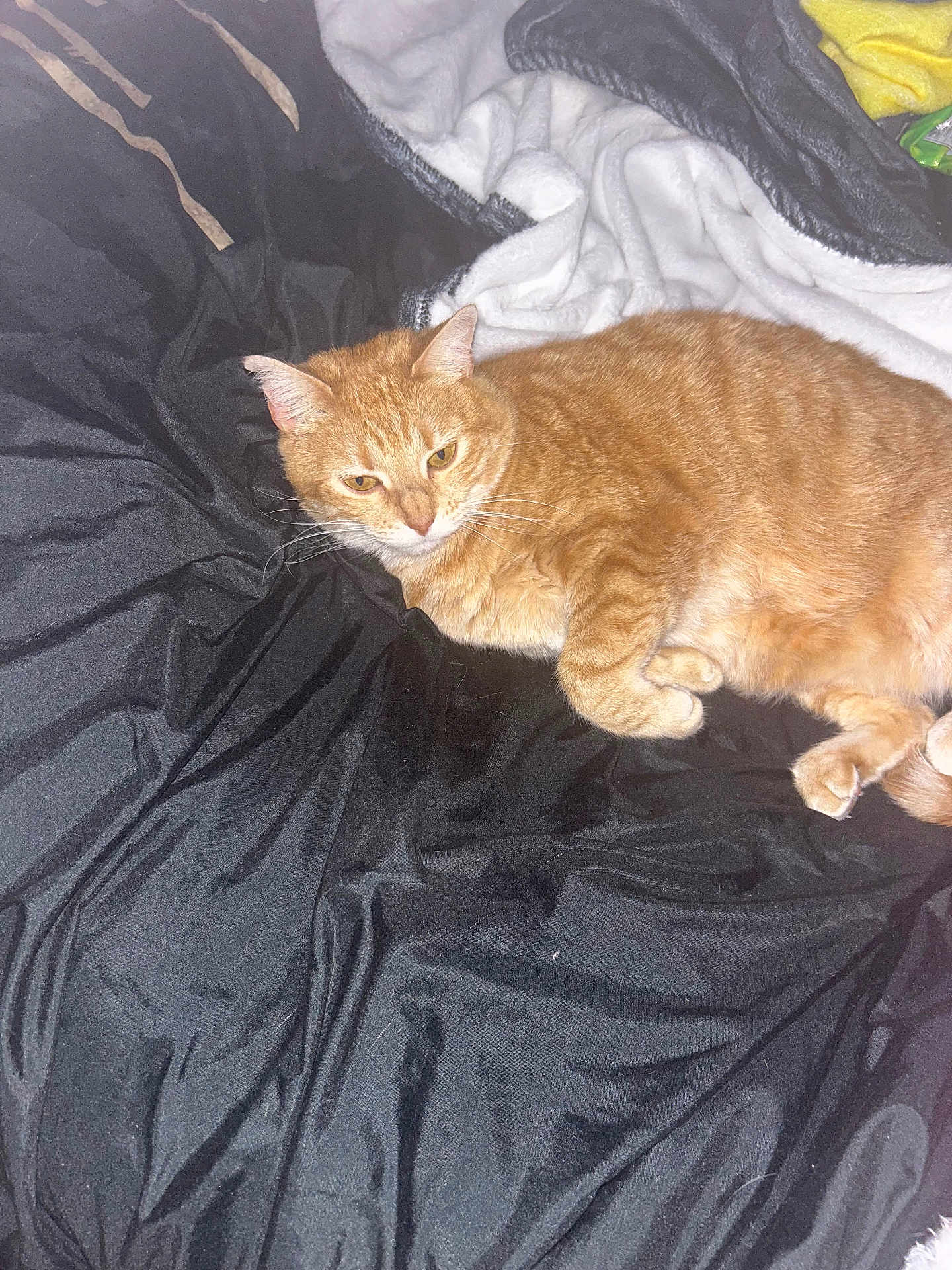 Kitty joined the competition — help win amazing prizes! animal, black_blanket, blanket, cat, cozy, cute, domestic_cat, ears, feline, fur, ginger_cat, indoor, laying_down, paws, pet, relaxed, resting, sleepy, whiskers, white_blanket