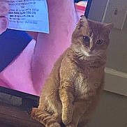 Kitty is registered to the contest to win money with this photo: background, casual, cat, closeup, cozy, curious, domestic_animal, furniture, ginger_cat, hand, household, indoor, light_switch, paper, pet, screen, sitting, tail, television, wood