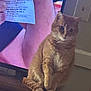 background, casual, cat, closeup, cozy, curious, domestic_animal, furniture, ginger_cat, hand, household, indoor, light_switch, paper, pet, screen, sitting, tail, television, wood