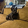 blanket, brown, canine, cap, casual, couch, cozy, dog, domestic, fabric, french_bulldog, furniture, home, household, indoor, living_room, pet, relaxed, seated, texture
