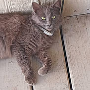 Minnie joined the competition — help win amazing prizes! cat, gray_cat, pet, animal, feline, collar, yellow_eyes, fur, lying_down, wooden_floor, domestic_cat, close_up, outdoor, relaxed, looking_at_camera, whiskers, ears, paws, floorboards, resting