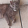 cat, gray_cat, pet, animal, feline, collar, yellow_eyes, fur, lying_down, wooden_floor, domestic_cat, close_up, outdoor, relaxed, looking_at_camera, whiskers, ears, paws, floorboards, resting