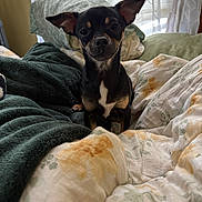 Kiko joined the competition — help win amazing prizes! dog, chihuahua, pet, small_dog, black_and_tan, bed, blanket, bedding, pillow, window, curtain, indoor, portrait, looking_at_camera, ears, whiskers, fur, cute, cozy, resting