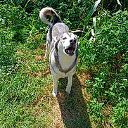 Zeus Wilcox is registered to the contest to win money with this photo: alert, animal, canine, daylight, dog, fur, grass, greenery, happy, husky, mouth_open, nature, outdoor, pet, plants, shadow, standing, sunlight, tail, tongue