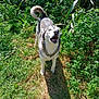 alert, animal, canine, daylight, dog, fur, grass, greenery, happy, husky, mouth_open, nature, outdoor, pet, plants, shadow, standing, sunlight, tail, tongue