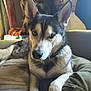 Zeus Wilcox joined the competition — help win amazing prizes! animal, animal_portrait, bed, canine, closeup, collar, comfort, cozy, dog, domestic, ears, fur, furry, husky, indoor, looking, pet, portrait, relaxed, resting