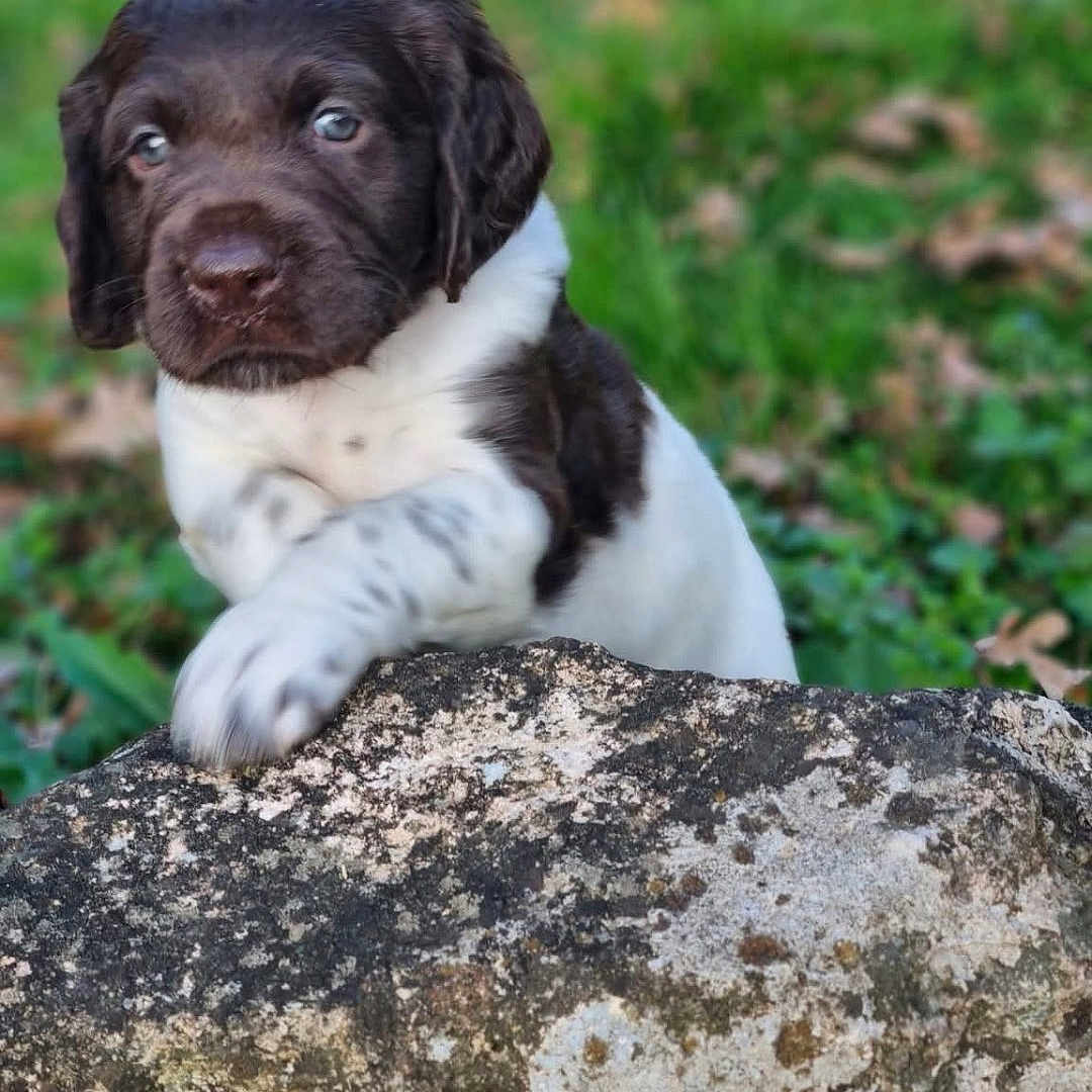 Vicki a rejoint le concours — aidez-le/la à gagner de superbes lots ! animal, bulldog, canine, cockerspaniel, dog, face, grass, head, hound, leaf, person, pet, photography, plant, pointer, portrait, puppy, rock, slate, soil