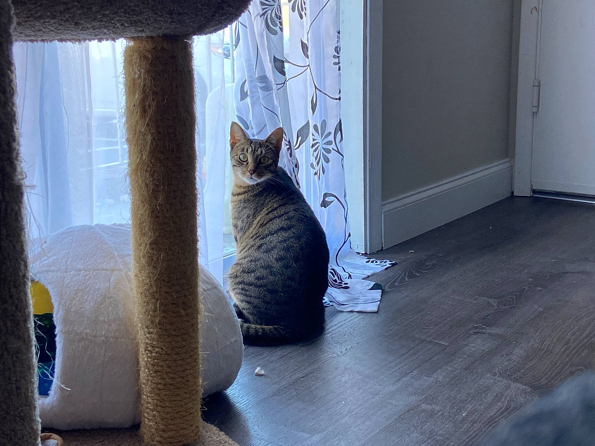 Bones joined the competition — help win amazing prizes! carnivore, cat, comfort, curtain, domestic_short_haired_cat, door, felidae, flooring, fur, grey, hardwood, plant, small_to_medium_sized_cats, tail, tree, whiskers, window, window_covering, window_treatment, wood