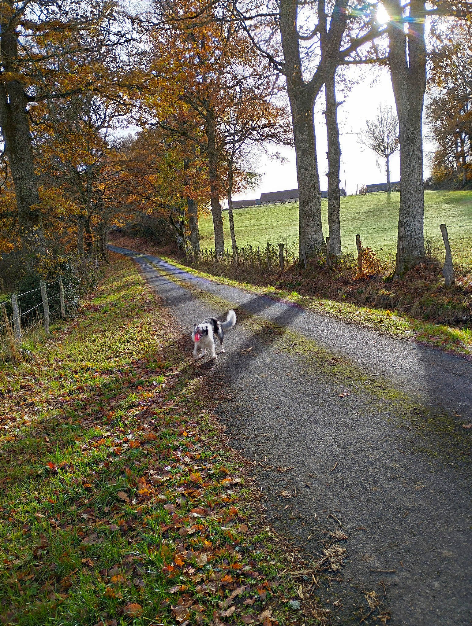 Sako participe au concours pour gagner de l'argent avec cette photo : asphalt, branch, carnivore, deciduous, dog, forest, grass, landscape, leaf, natural_landscape, people_in_nature, plant, road_surface, shade, sky, tints_and_shades, tree, trunk, twig, wood