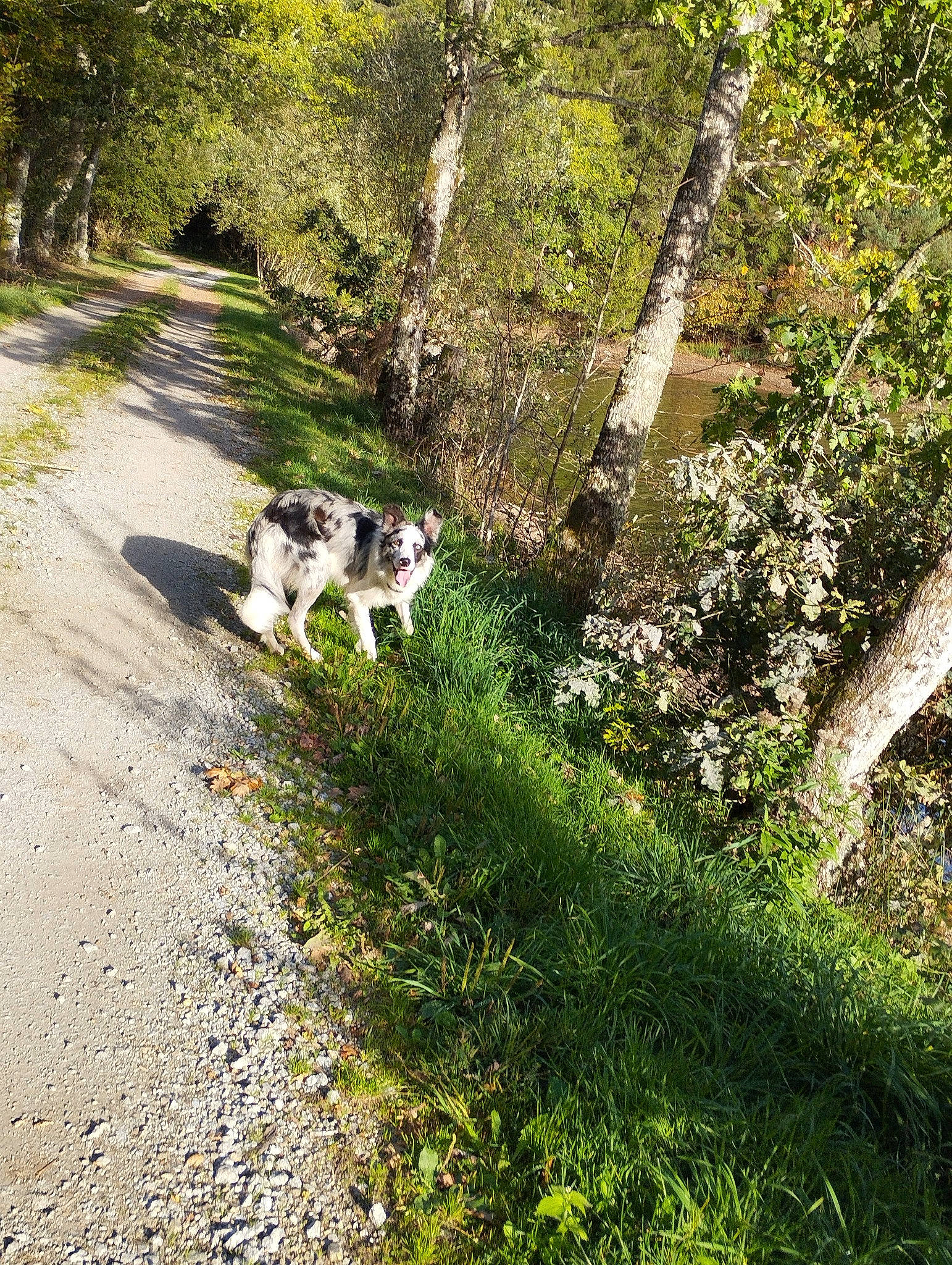 Sako a rejoint le concours — aidez-le/la à gagner de superbes lots ! carnivore, deciduous, dog_breed, fawn, forest, grass, groundcover, landscape, natural_landscape, people_in_nature, plant, road, road_surface, shrub, tail, tree, trunk, wood, woodland, working_animal