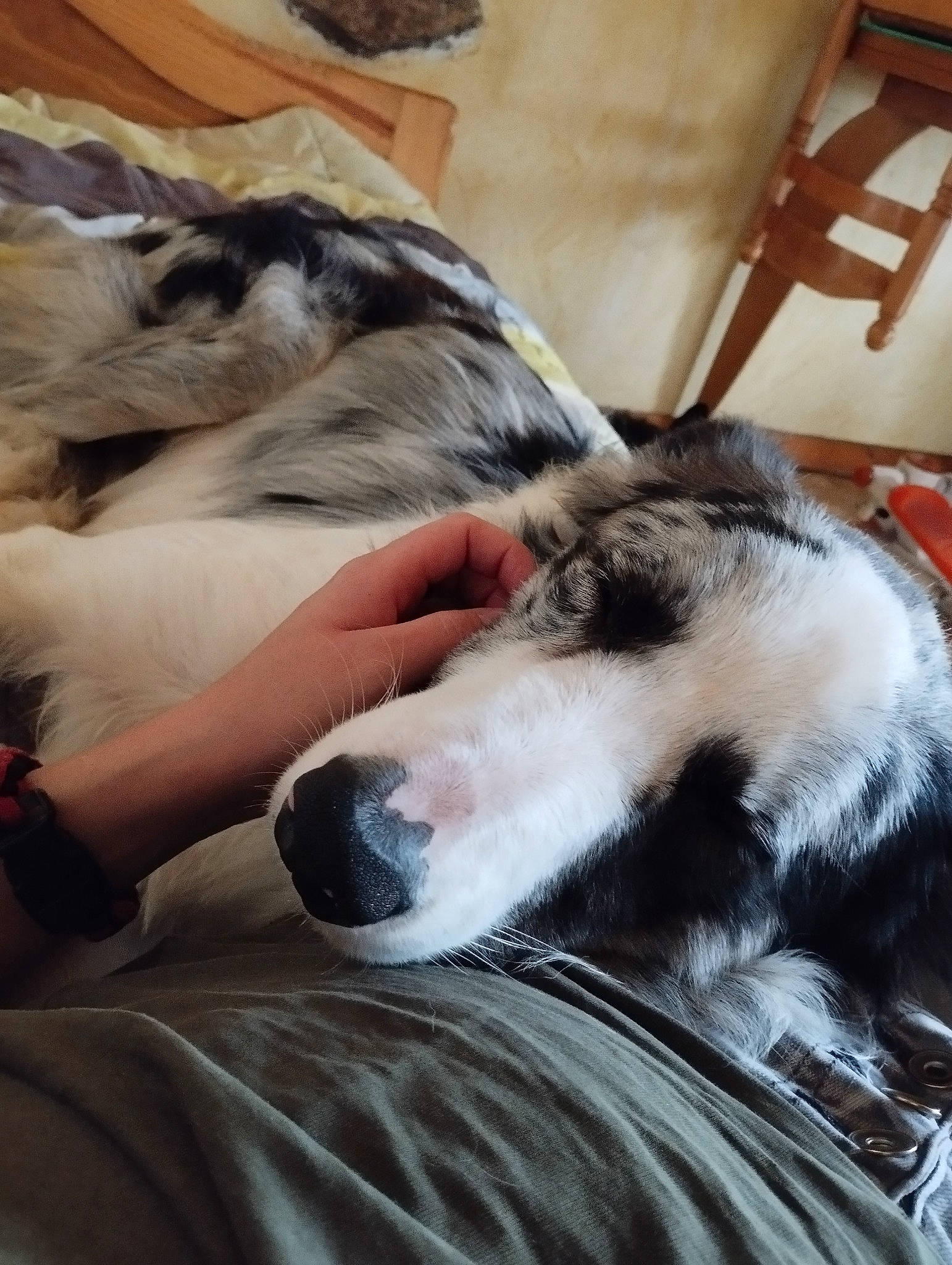 Sako participe au concours pour gagner de l'argent avec cette photo : borzoi, canidae, carnivore, collar, comfort, companion_dog, dog, dog_breed, fur, herding_dog, human_leg, sighthound, silken_windhound, sitting, snout, sporting_group, terrestrial_animal, working_animal, working_dog