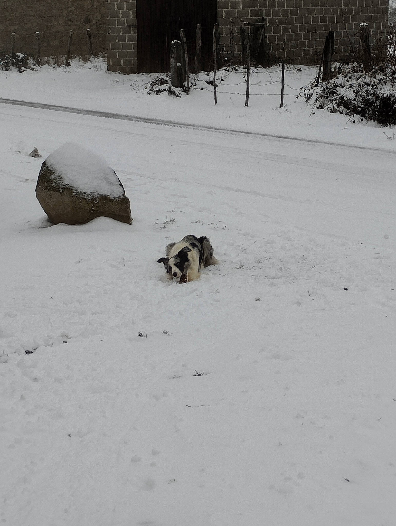 Sako participe au concours pour gagner de l'argent avec cette photo : automotive_tire, canidae, dog, dog_breed, event, freezing, frost, geological_phenomenon, grass, landscape, plant, precipitation, snout, snow, soil, sporting_group, tail, tree, wildlife, winter
