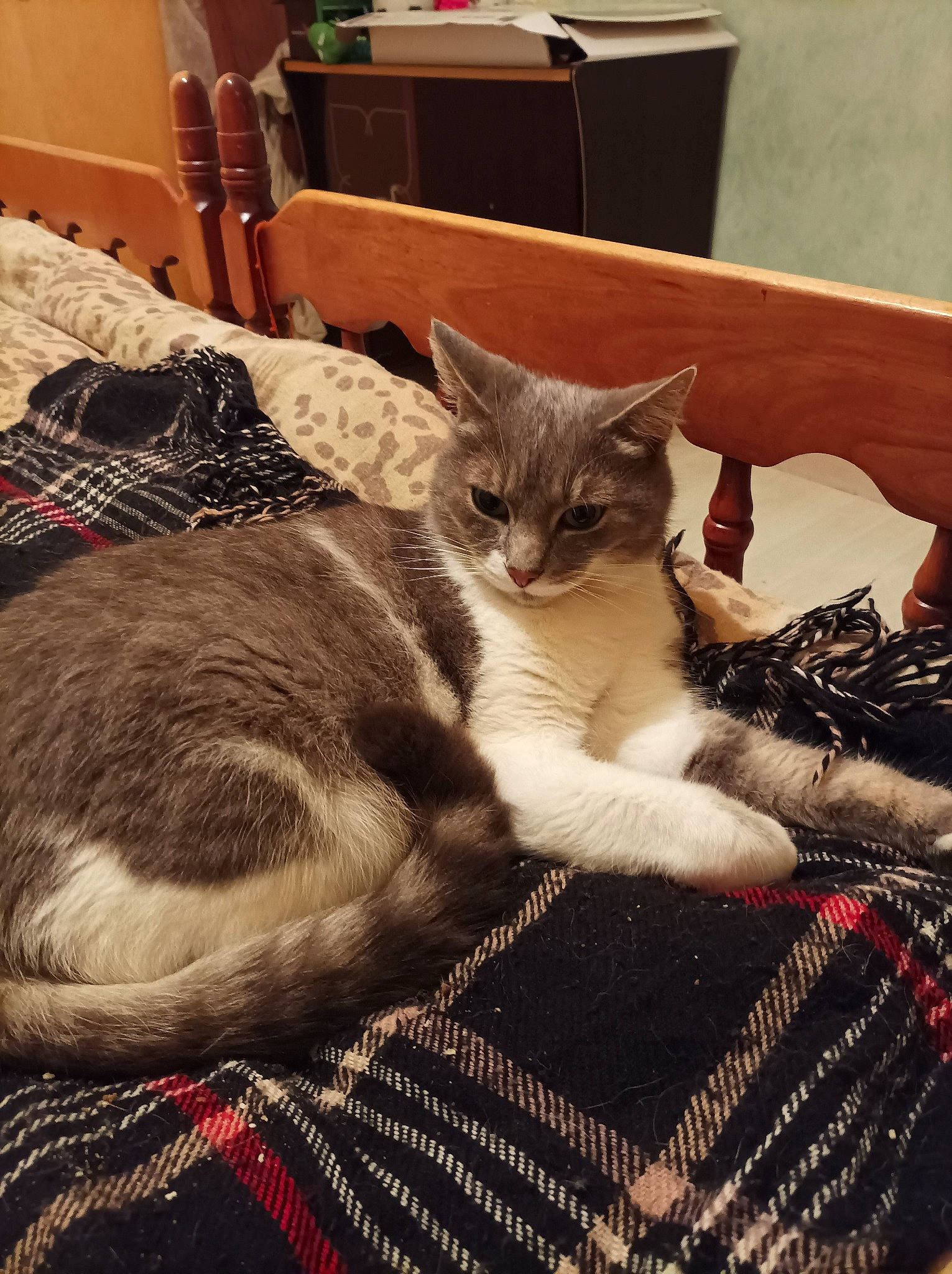 Saphir a rejoint le concours — aidez-le/la à gagner de superbes lots ! bedding, box, cabinetry, carnivore, cat, claw, comfort, domestic_short_haired_cat, felidae, fur, grey, linens, pattern, paw, room, sitting, small_to_medium_sized_cats, tail, whiskers, wood