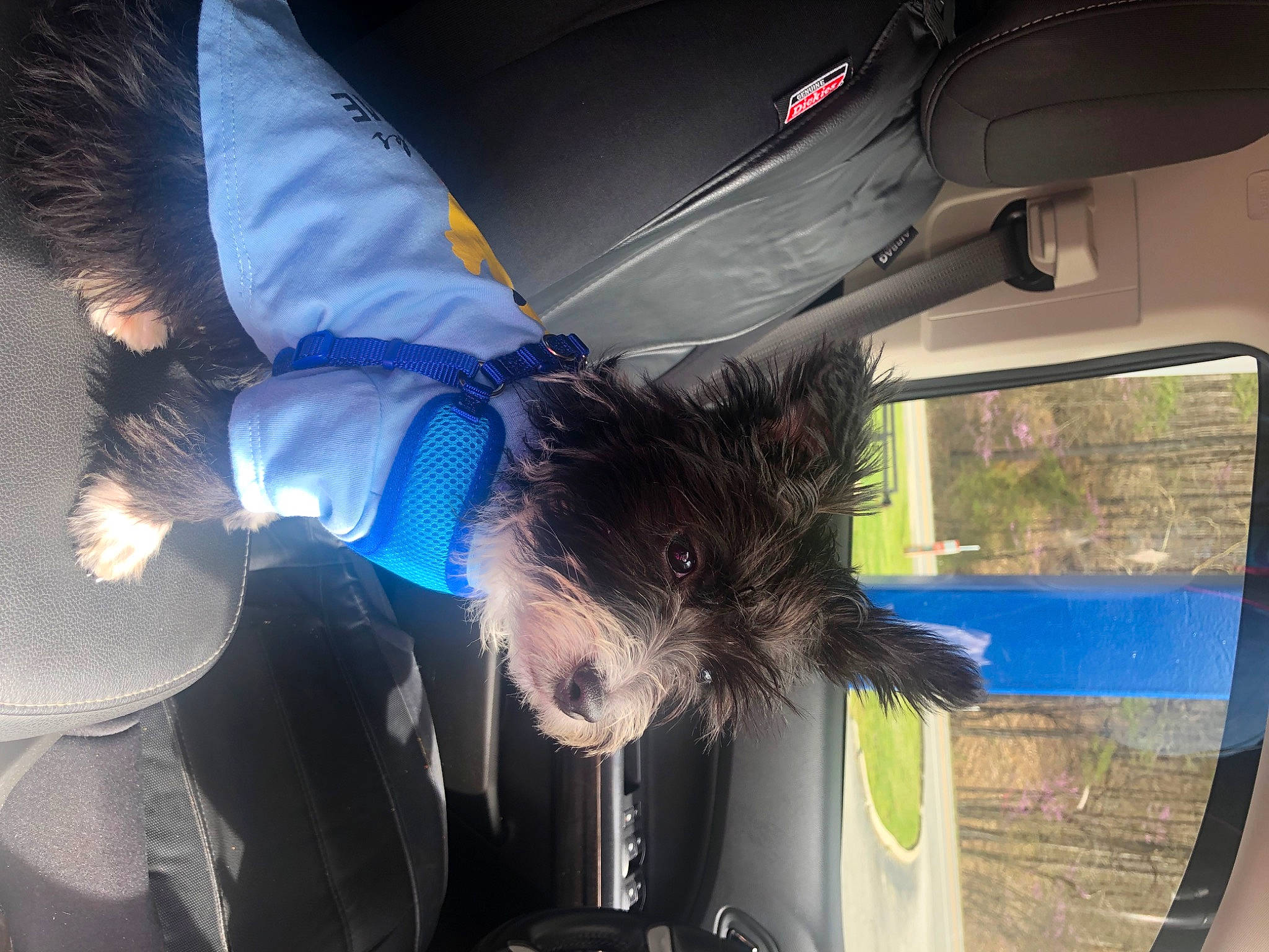 Bandit joined the competition — help win amazing prizes! auto_part, automotive_exterior, automotive_window_part, carnivore, companion_dog, dog, dog_breed, electric_blue, family_car, feather, felidae, fur, hat, motor_vehicle, snout, tail, toy_dog, vehicle, vehicle_door, windshield