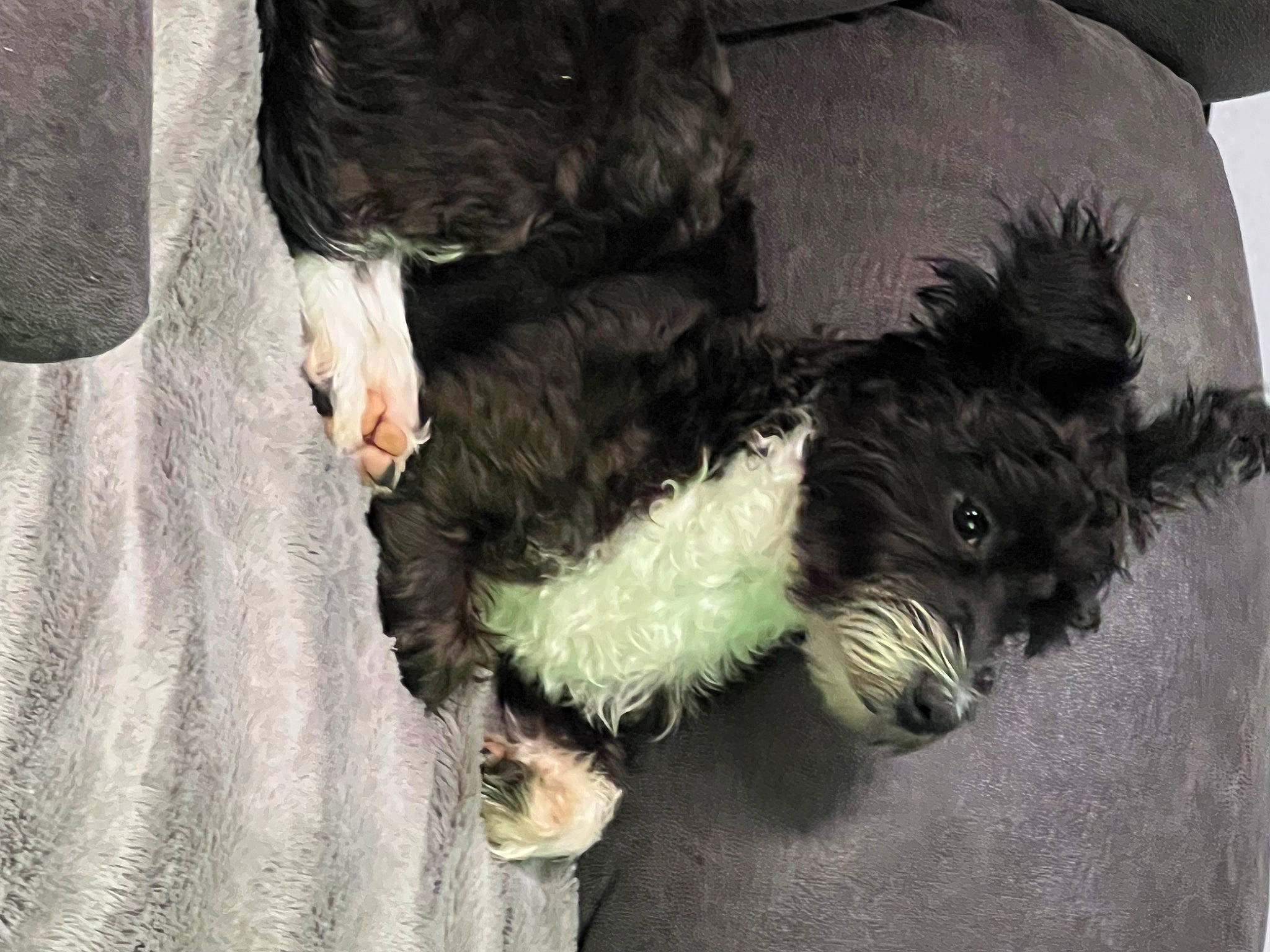 Bandit joined the competition — help win amazing prizes! canidae, carnivore, companion_dog, dog, dog_breed, dog_clothes, dog_collar, dog_supply, fur, goggles, hat, labradoodle, schnauzer, scottish_terrier, small_terrier, sunglasses, terrier, toy, toy_dog, working_animal