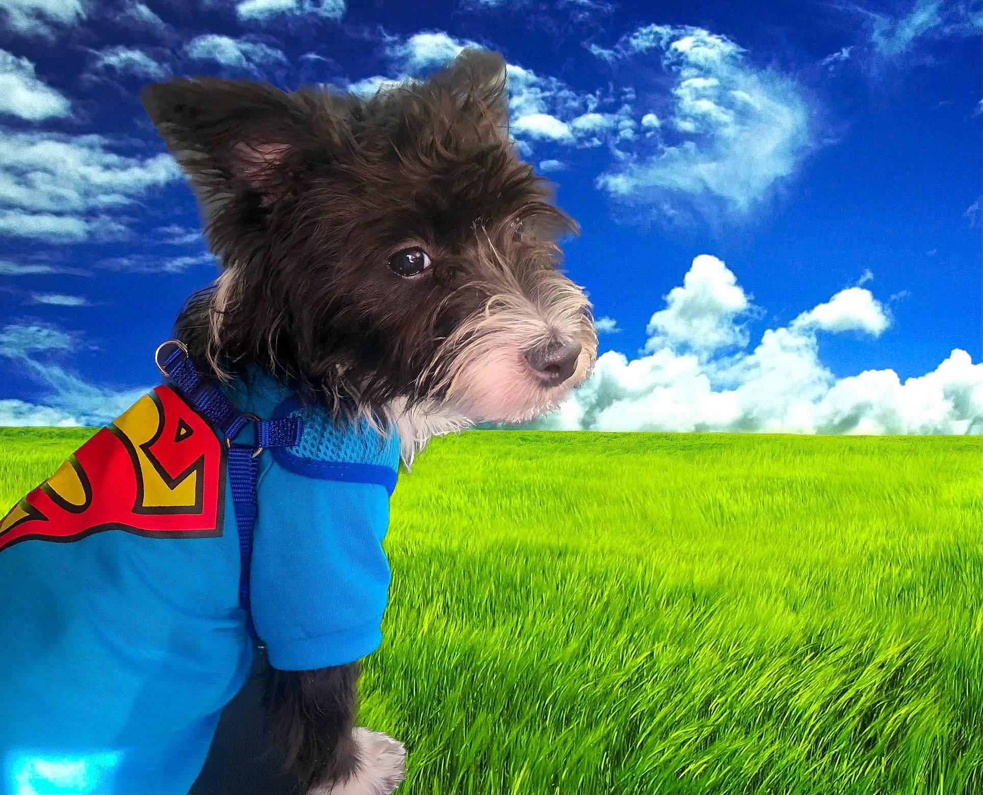 Bandit is registered to the contest to win money with this photo: canidae, carnivore, cloud, companion_dog, cumulus, dog, dog_breed, dog_supply, electric_blue, gesture, grass, grassland, happy, irish_terrier, people_in_nature, sky, sporting_group, terrier, water_dog, working_animal