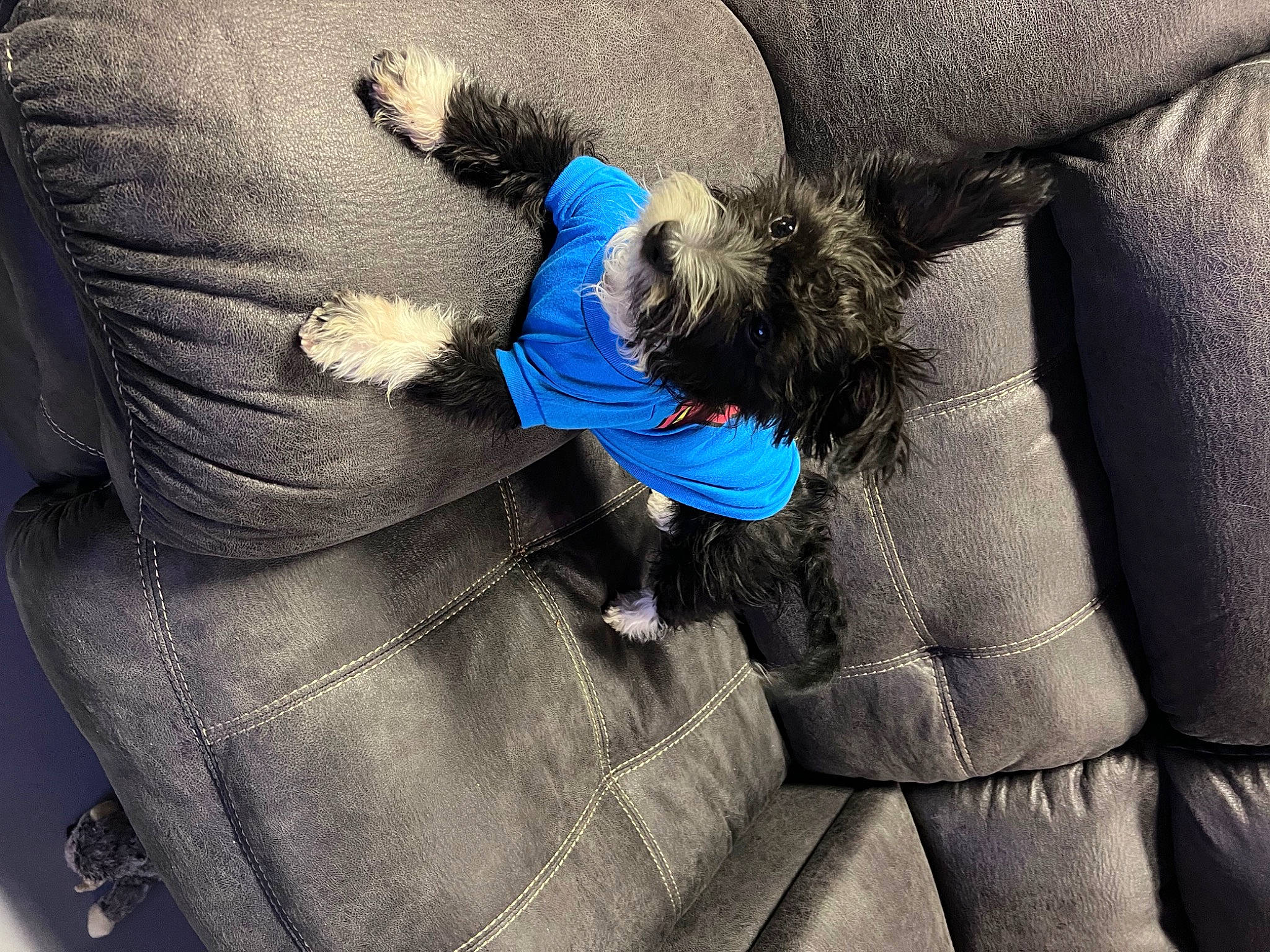 Bandit is registered to the contest to win money with this photo: azure, bag, carnivore, comfort, companion_dog, couch, dog, dog_breed, dog_supply, electric_blue, fur, grey, human_leg, linens, stuffed_toy, tail, textile, thigh, toy, toy_dog
