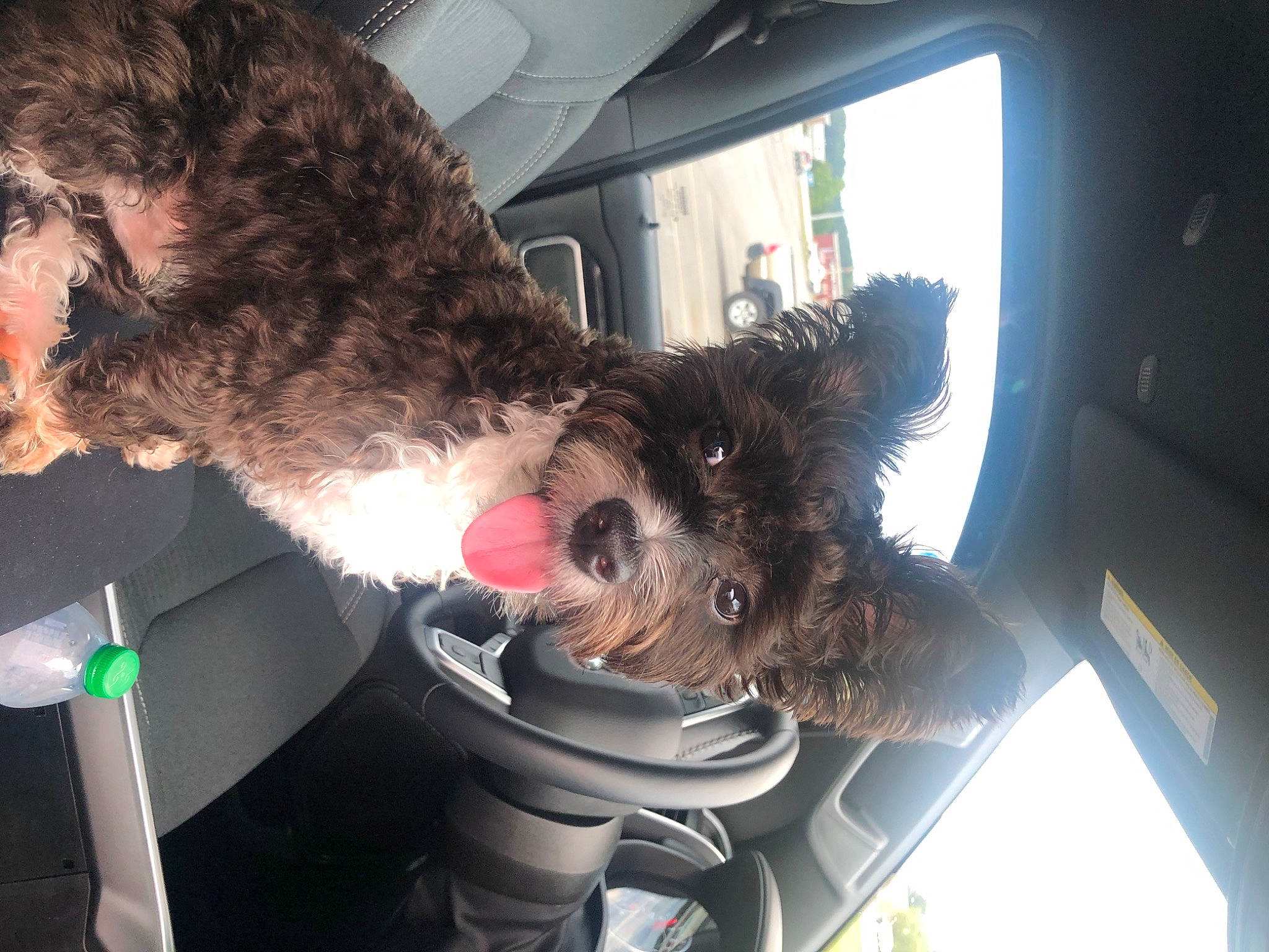 Bandit is registered to the contest to win money with this photo: auto_part, automotive_exterior, car, car_seat, carnivore, collar, companion_dog, dog, dog_breed, fawn, felidae, fur, snout, steering_wheel, tail, vehicle, vehicle_door, vertebrate, window, windshield