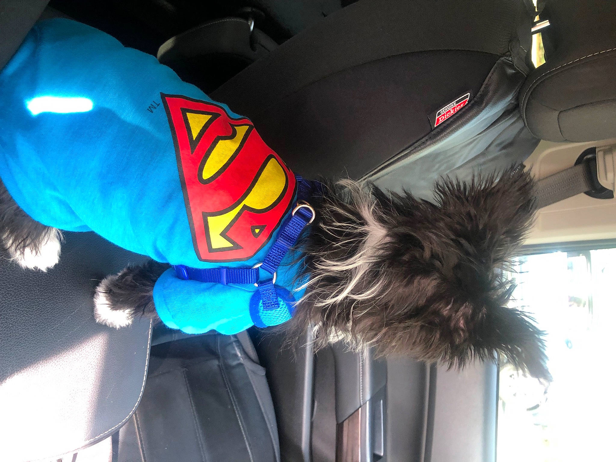 Bandit joined the competition — help win amazing prizes! costume, costume_hat, electric_blue, feather, fictional_character, fur, hat, personal_protective_equipment, plastic, room, tail, wing