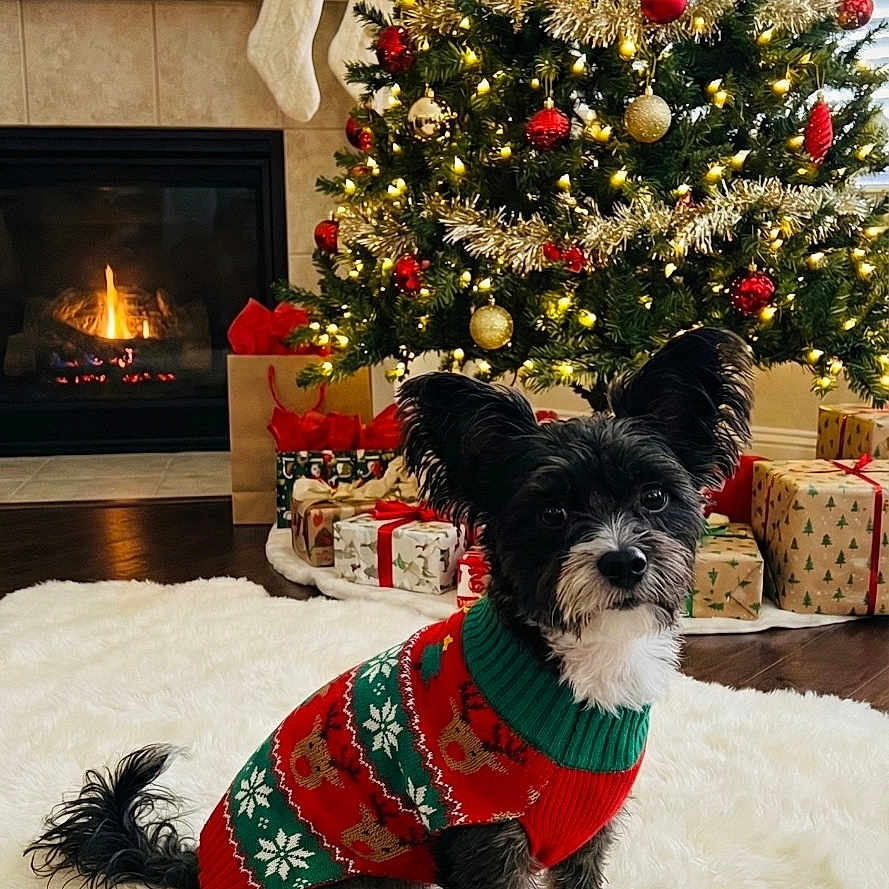 Bandit is registered to the contest to win money with this photo: black_dog, christmas_tree, cozy, cute, decorations, dog, festive, fireplace, floor, gift, holiday, indoor, lights, ornament, pet, present, rug, sweater, white_fur, winter