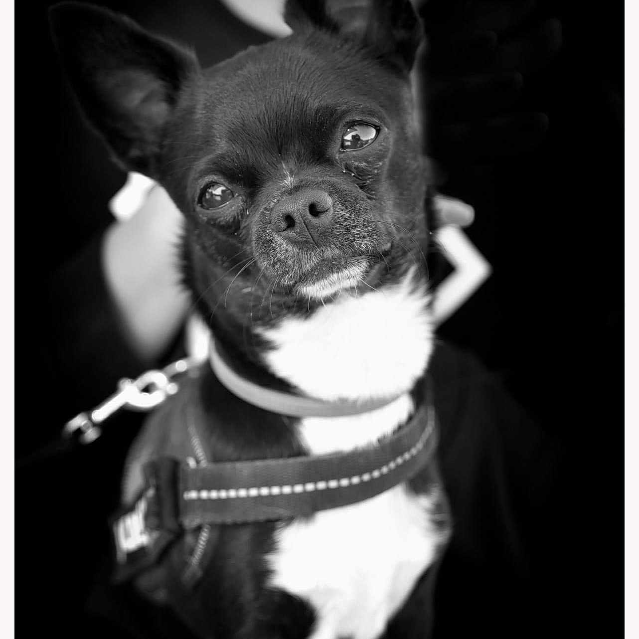 Othello participe au concours pour gagner de l'argent avec cette photo : animal, black_and_white, canine, close_up, companion, cute, dog, domestic_animal, ears, eyes, furry, harness, leash, looking, monochrome, muzzle, pet, portrait, sitting, small_dog