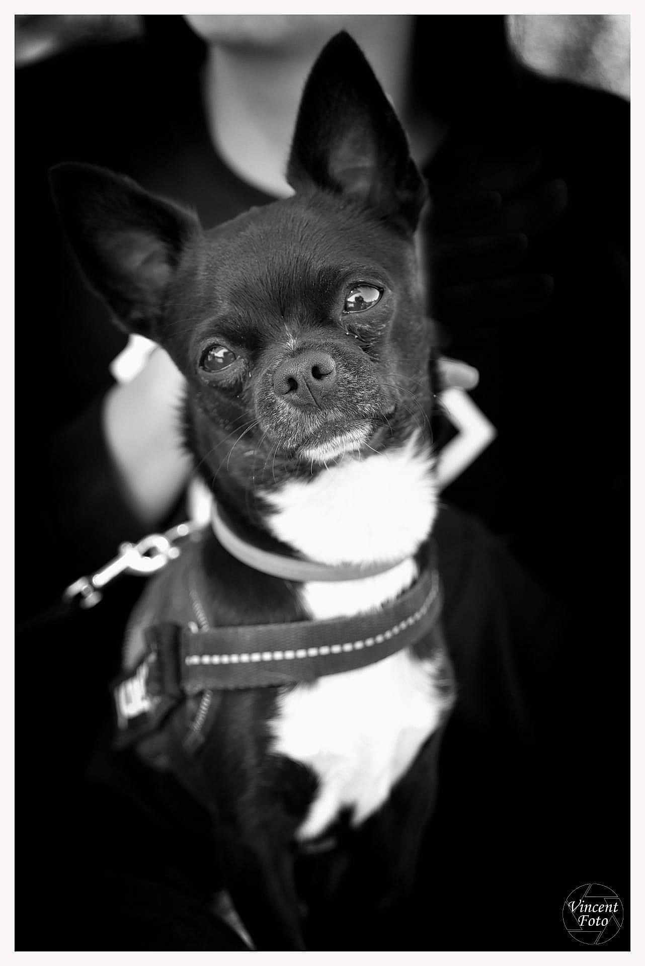 Othello participe au concours pour gagner de l'argent avec cette photo : dog, small_dog, black_and_white, pet, leash, harness, ears, close_up, portrait, animal, cute, domestic_animal, canine, eyes, furry, companion, muzzle, sitting, looking, monochrome