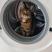 Malya participe au concours pour gagner de l'argent avec cette photo : cat, tabby_cat, washing_machine, household_appliance, curious, green_eyes, indoor, pet, feline, metal_drum, circular, close_up, sitting, looking, domestic_cat, whiskers, striped_fur, appliance_interior, home, cute