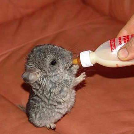 Boo is registered to the contest to win money with this photo: