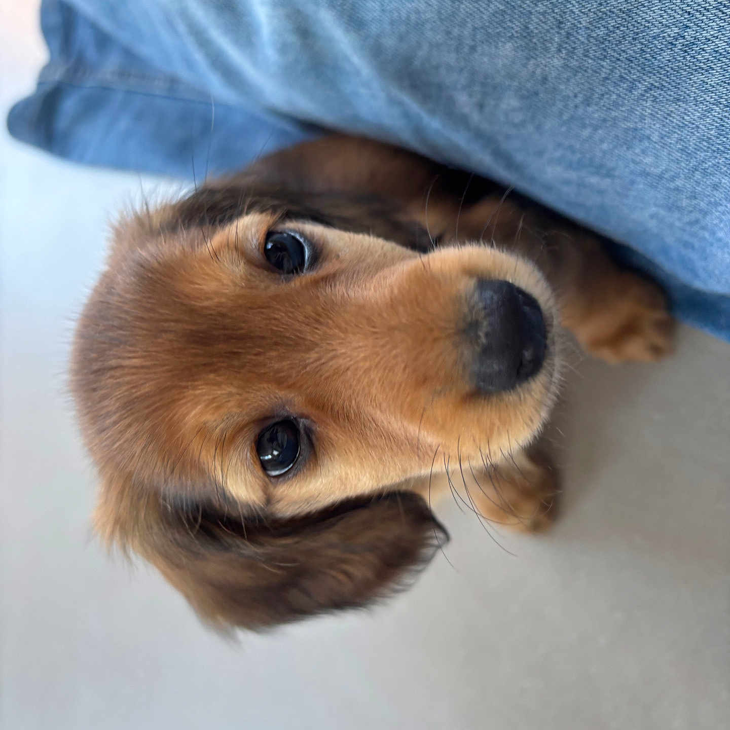 Maxie a rejoint le concours — aidez-le/la à gagner de superbes lots ! adorable, animal, brown_fur, close_up, companion, curious, cute, denim, dog, floor, fur, indoor, jeans, leg, looking_up, pet, portrait, puppy, whiskers, young