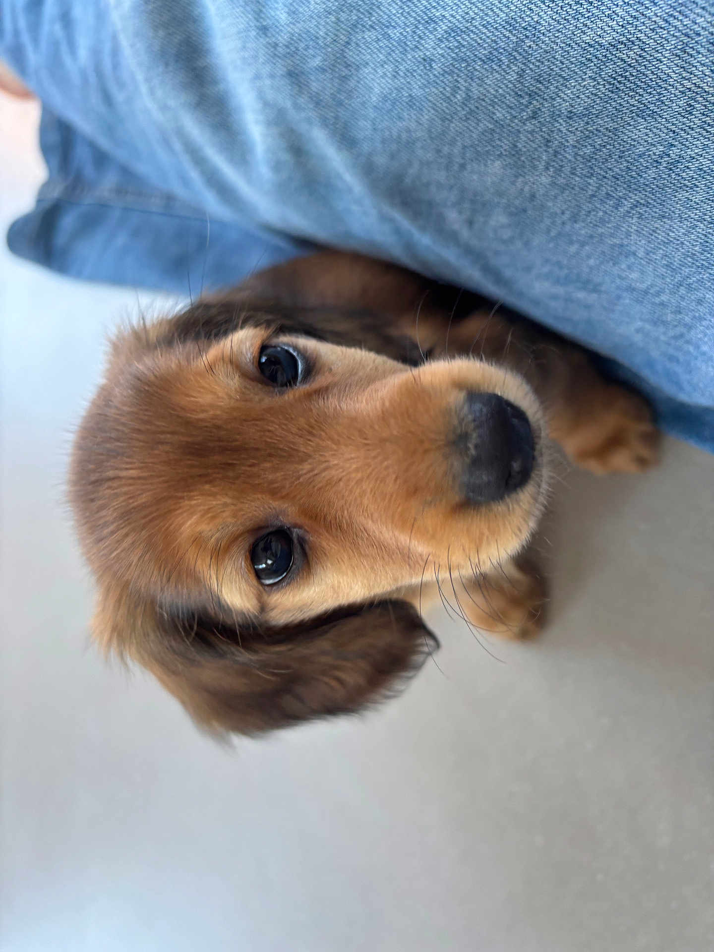 Maxie a rejoint le concours — aidez-le/la à gagner de superbes lots ! puppy, dog, brown_fur, close_up, denim, jeans, leg, cute, pet, animal, indoor, floor, whiskers, fur, young, looking_up, portrait, companion, adorable, curious