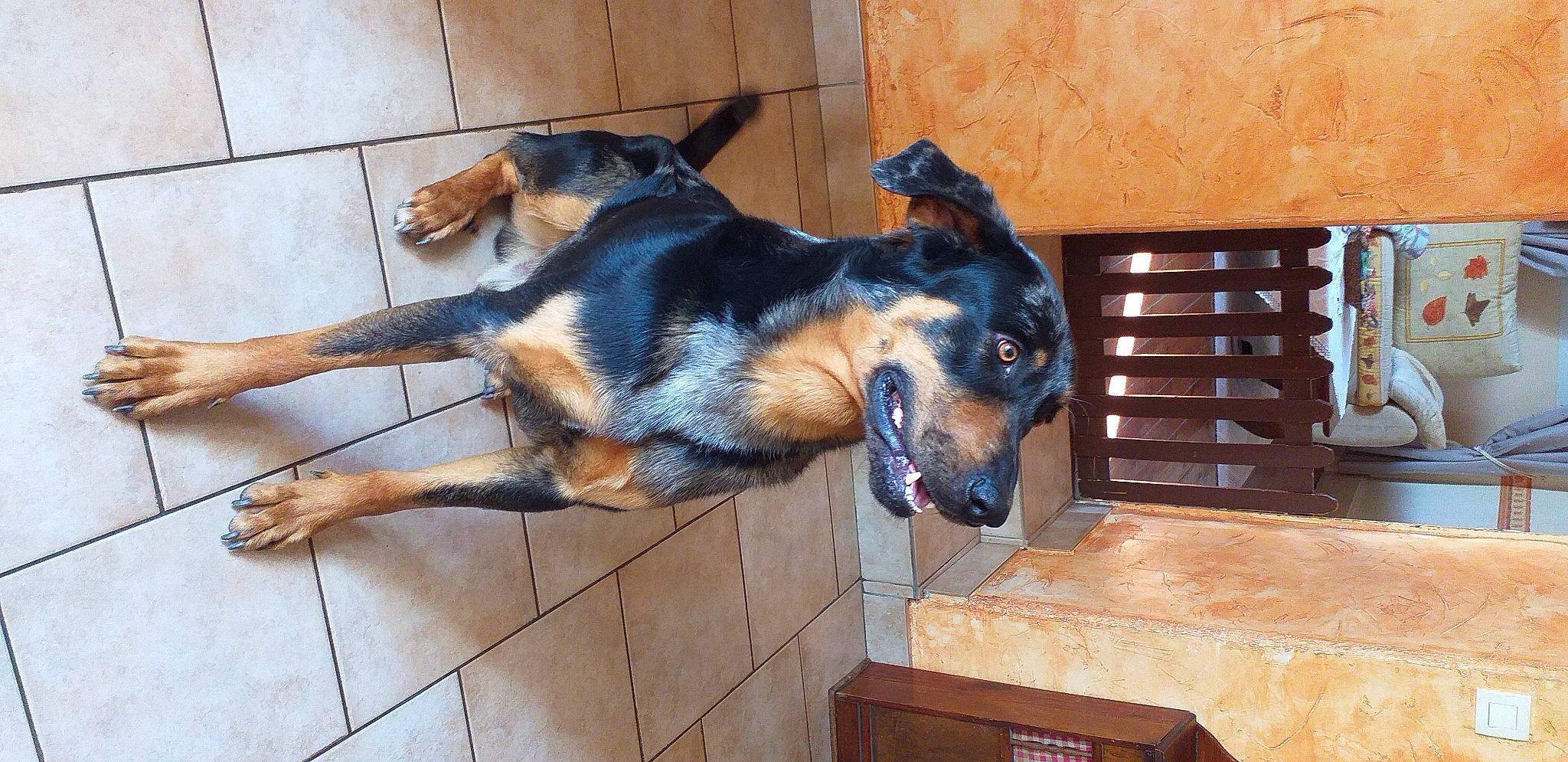 Léo a rejoint le concours — aidez-le/la à gagner de superbes lots ! canidae, carnivore, companion_dog, dog, dog_breed, fawn, flooring, fur, guard_dog, paw, snout, sporting_group, tail, terrestrial_animal, wood, working_dog