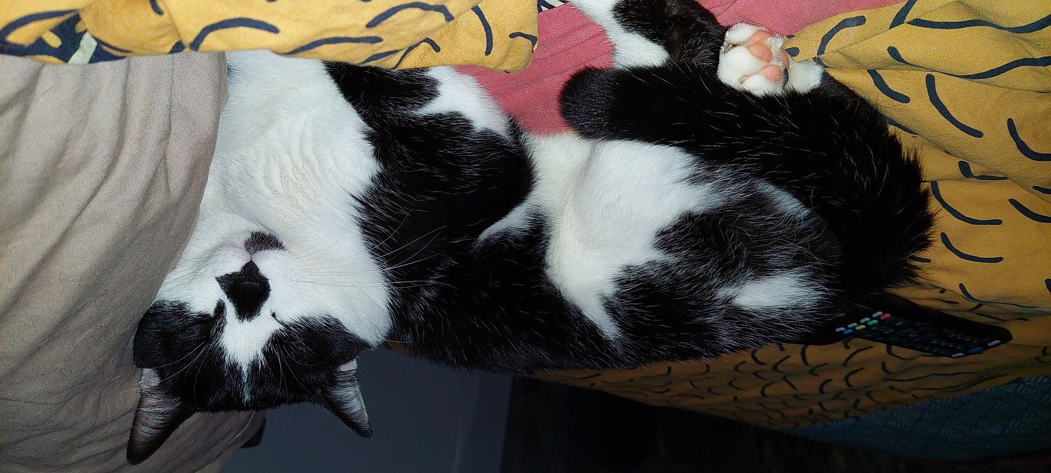 Ramses a rejoint le concours — aidez-le/la à gagner de superbes lots ! canidae, carmine, carnivore, cat, claw, comfort, companion_dog, dog_breed, domestic_short_haired_cat, felidae, fur, mammal, paw, small_to_medium_sized_cats, snout, sporting_group, tail, terrestrial_animal, vertebrate, whiskers