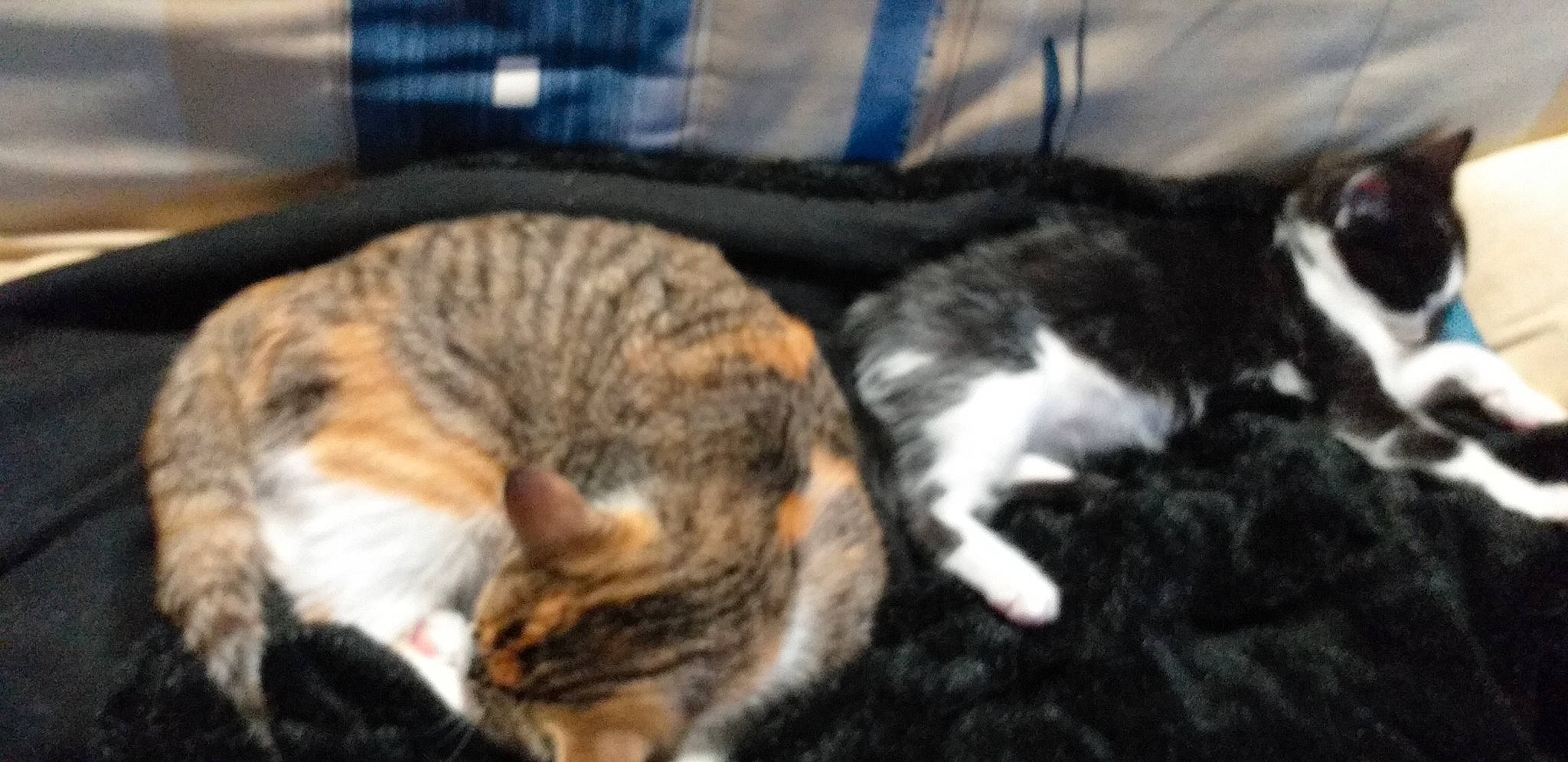 Ramses participe au concours pour gagner de l'argent avec cette photo : carnivore, cat, comfort, domestic_short_haired_cat, felidae, fur, grass, small_to_medium_sized_cats, snout, tail, terrestrial_animal, whiskers