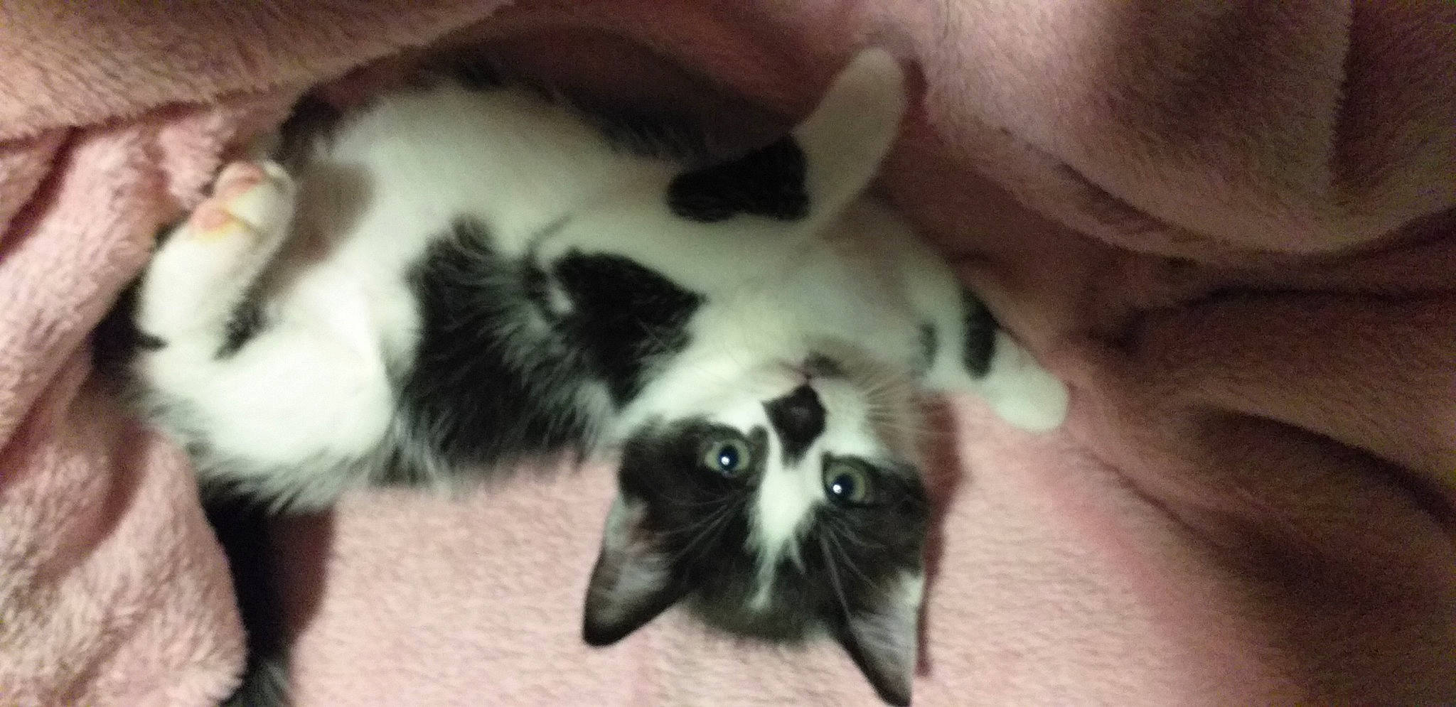 Ramses a rejoint le concours — aidez-le/la à gagner de superbes lots ! carnivore, cat, claw, dog_breed, fang, felidae, fur, paw, photography, small_to_medium_sized_cats, snout, tail, terrestrial_animal, whiskers