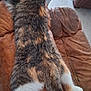 cat, calico, feline, fur, indoor, resting, sprawled, leather_chair, brown, white_paws, tail, relaxed, pet, animal, tabby, comfort, home, floor_tiles, cozy, domestic