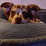 dog, close_up, resting, blanket, ears, nose, indoor, cozy, soft_texture, pet, animal, brown_spots, expression, cute, relaxed, face, fur, lying_down, home, comfort