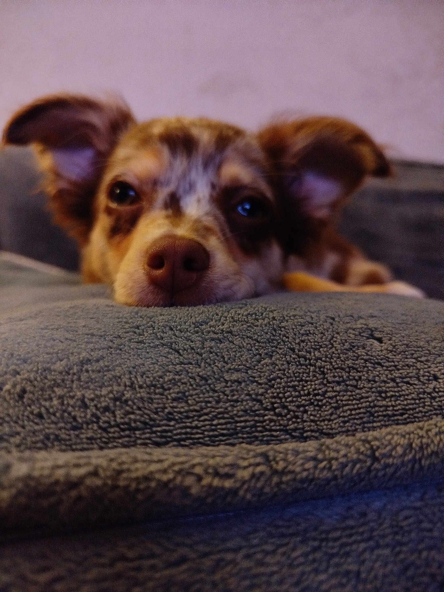 Atchi a rejoint le concours — aidez-le/la à gagner de superbes lots ! dog, close_up, resting, blanket, ears, nose, indoor, cozy, soft_texture, pet, animal, brown_spots, expression, cute, relaxed, face, fur, lying_down, home, comfort