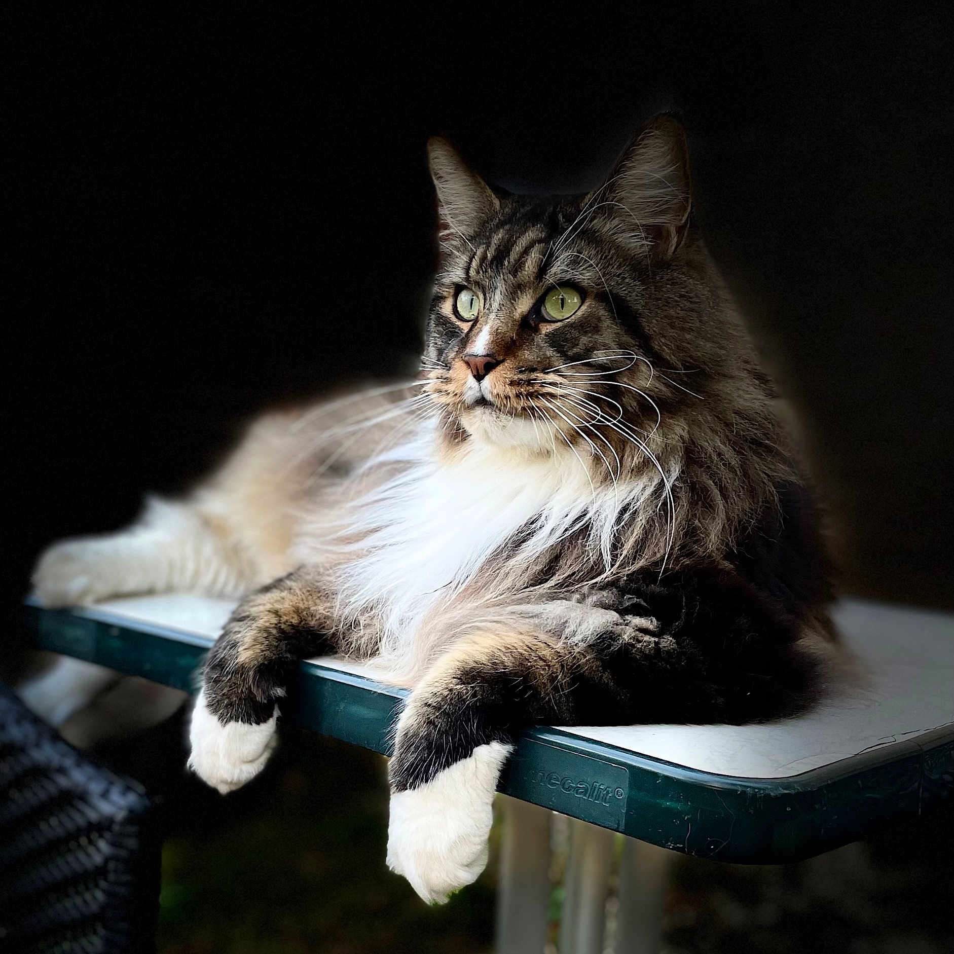 Rio a rejoint le concours — aidez-le/la à gagner de superbes lots ! abyssinian, angora, animal, bench, cat, chair, egyptiancat, furniture, kitten, manx, pet, table