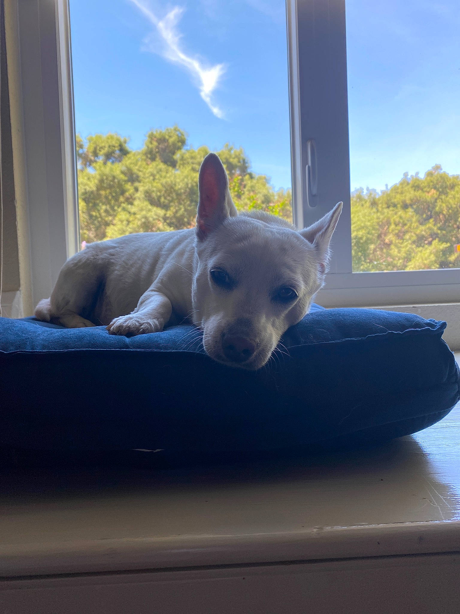 Elli is registered to the contest to win money with this photo: canidae, carnivore, chihuahua, dog, dog_breed, fawn, mammal, sky, snout, toy_dog, window