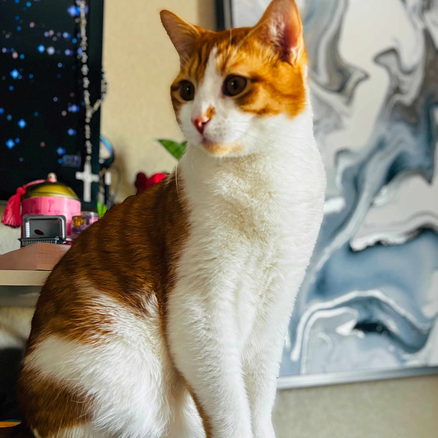 Goose is registered to the contest to win money with this photo: abyssinian, accessories, angora, animal, architecture, building, cat, furniture, hardwood, indoors, interiordesign, kitten, livingroom, manx, pet, room, shelf, siamese, strap, wood