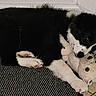 puppy, dog, toy, plush, black_and_white, sleeping, floor, rug, indoor, pet, cute, cozy, resting, animal, carpet, green_object, corner, home, young_dog, fur