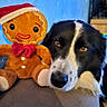 dog, plush_toy, gingerbread_man, santa_hat, red_bow_tie, sofa, indoor, blue_wall, black_and_white_dog, head_resting, cute, pet, stuffed_animal, decor, warm_lighting, cozy, furniture, animal, close_up, home